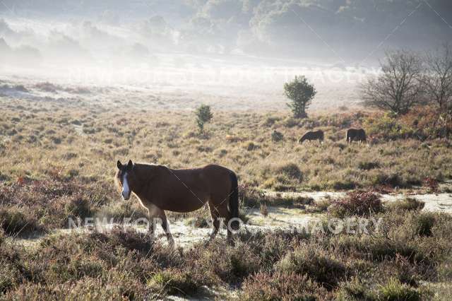 Pony on Heathland 09