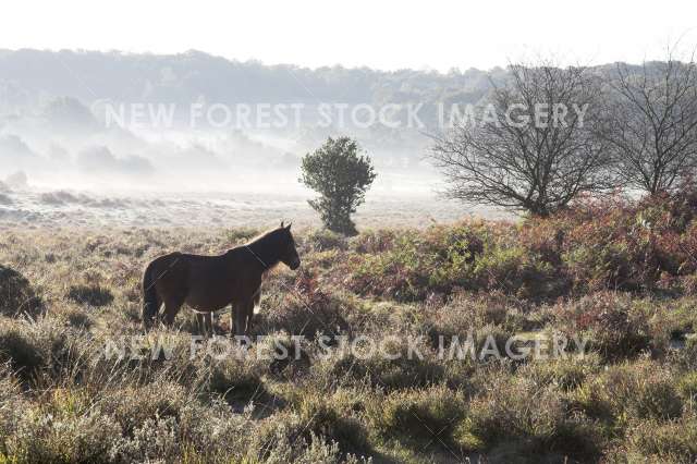Pony on Heathland 10
