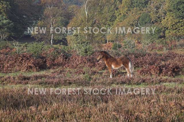 Pony on Heathland 11