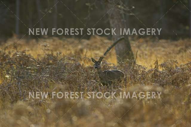 Roe Deer 08