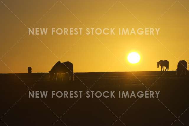 Pony at Sunset 01