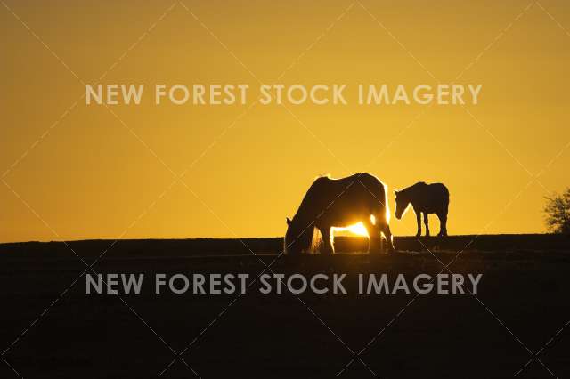 Pony at Sunset 02