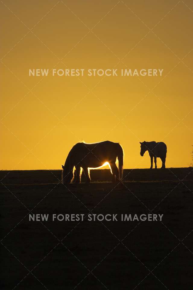 Pony at Sunset 03