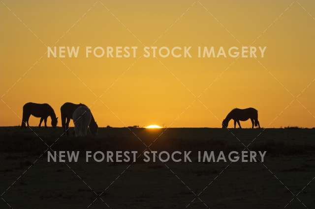 Pony at Sunset 04