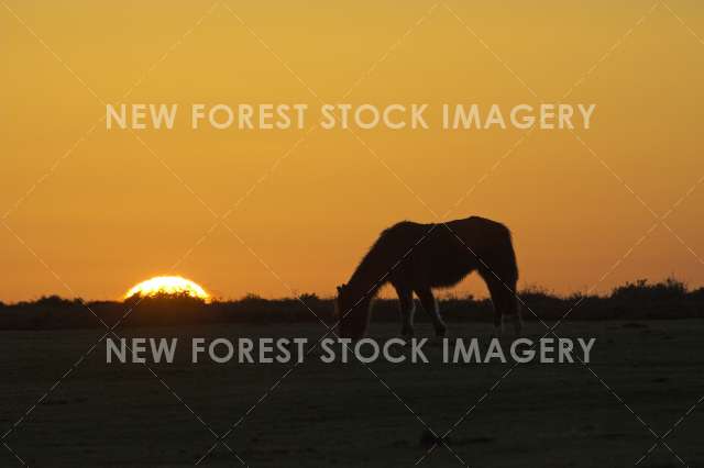 Pony at Sunset 05