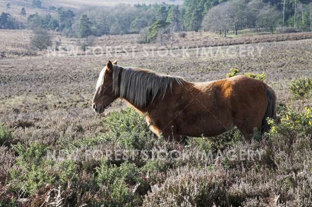 Pony on Heathland 12