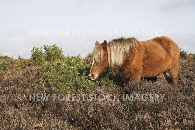 Pony on Heathland 13
