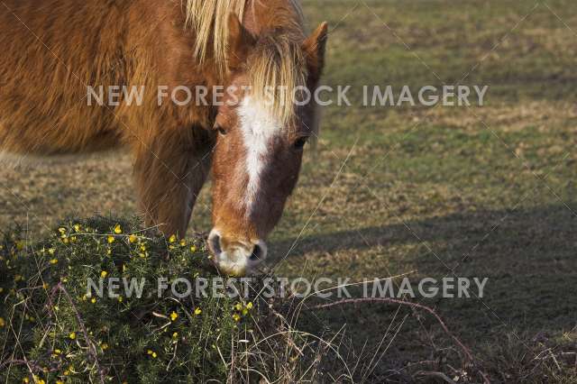 Pony on Heathland 14