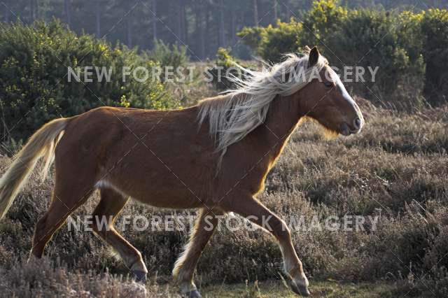 Pony on Heathland 15