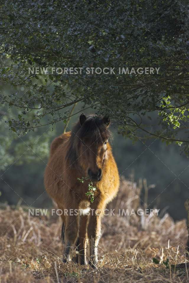 Pony on Heathland 16