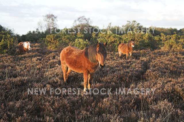 Pony on Heathland 17
