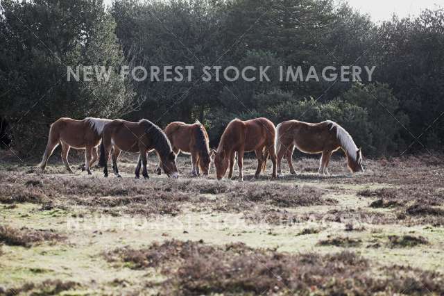 Pony on Heathland 19