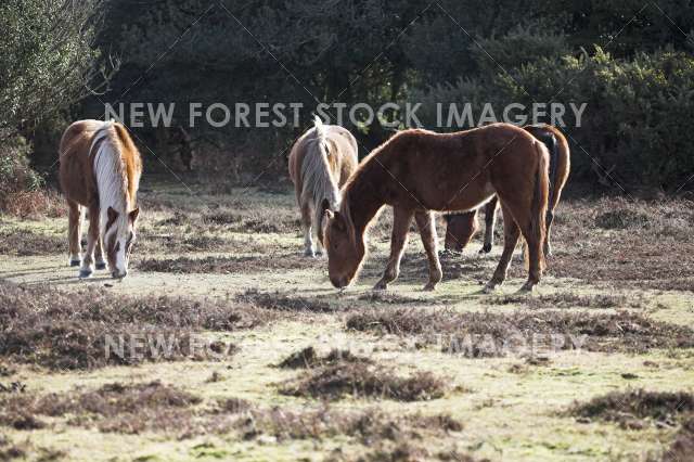 Pony on Heathland 20