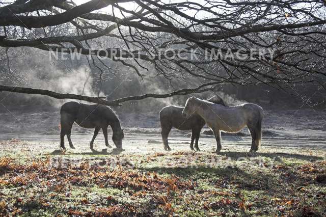 Pony on Heathland 21