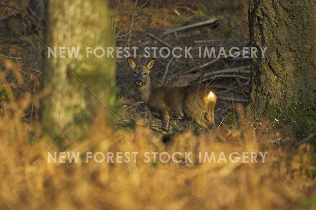 Roe Deer 09