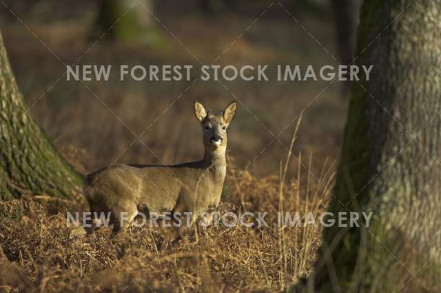 Roe Deer 10