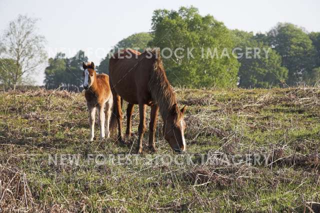Pony and Foal 06