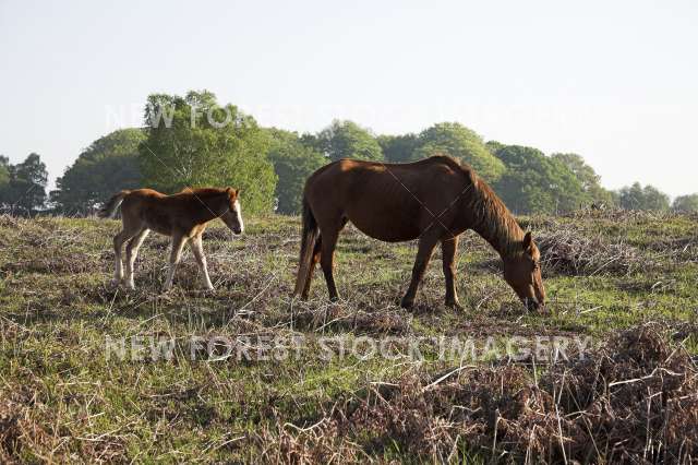 Pony and Foal 07