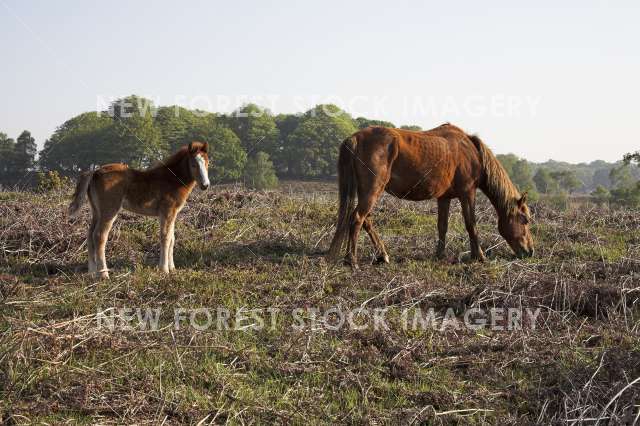 Pony and Foal 08