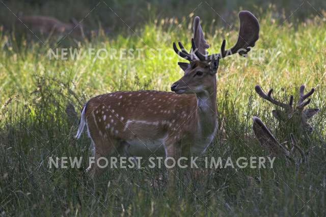 Fallow Deer 09