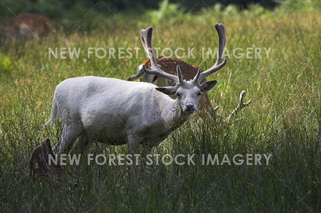 Fallow Deer 10