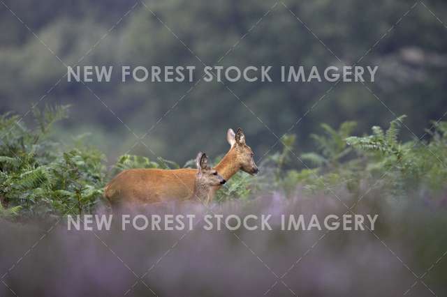 Roe Deer 11