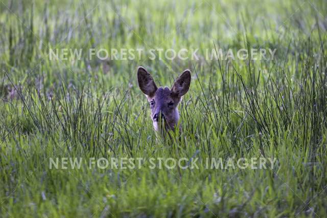 Roe Deer 12