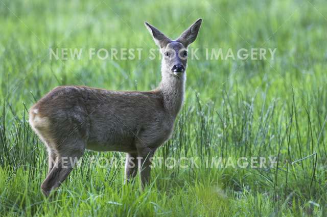 Roe Deer 13