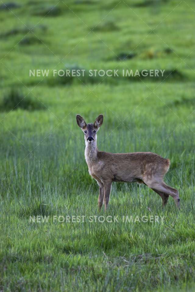 Roe Deer 14