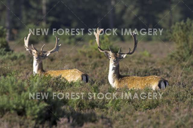 Fallow Deer 11