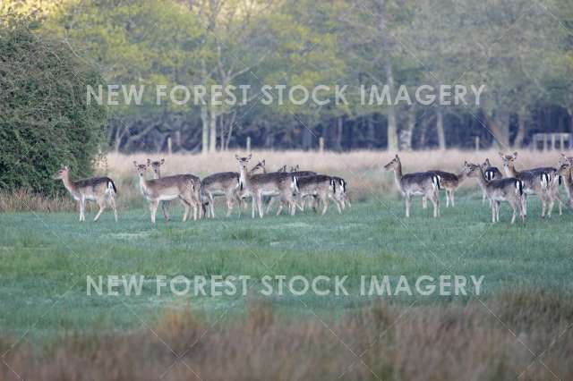 Fallow Deer 12