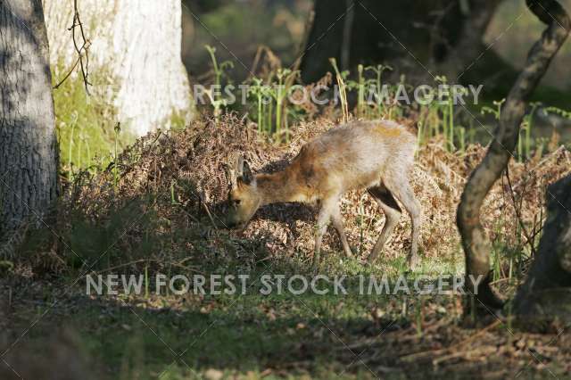 Roe Deer 15