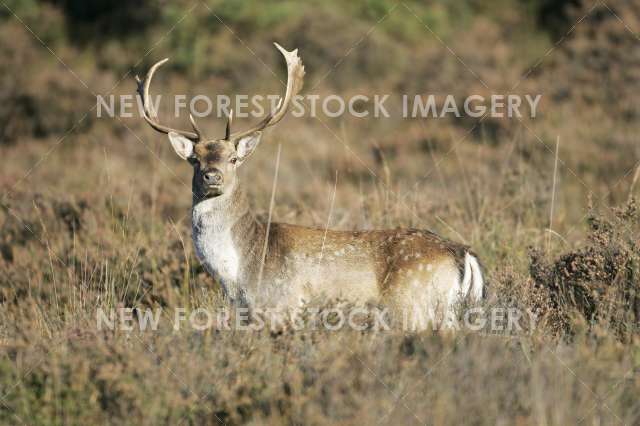 Fallow Deer 13