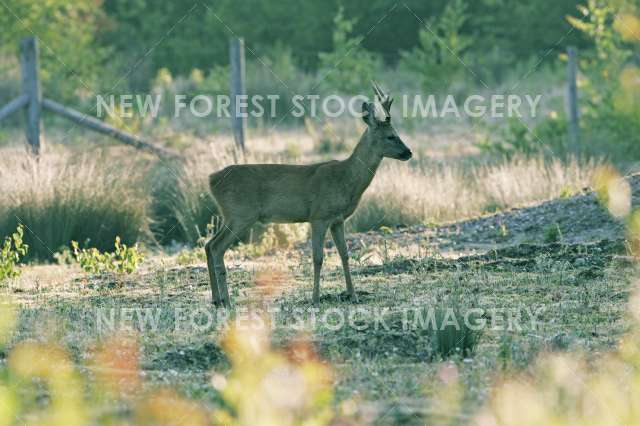 Roe Deer 18