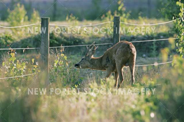 Roe Deer 19