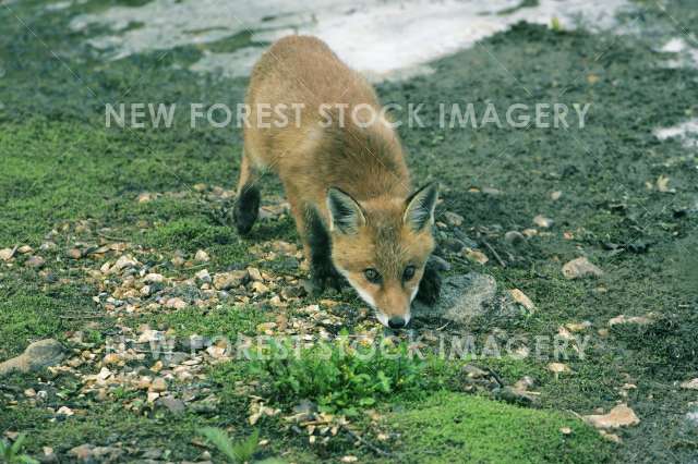 Red Fox 01