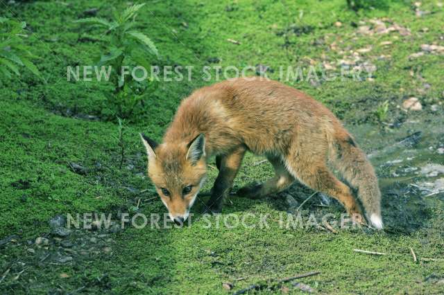 Red Fox 03