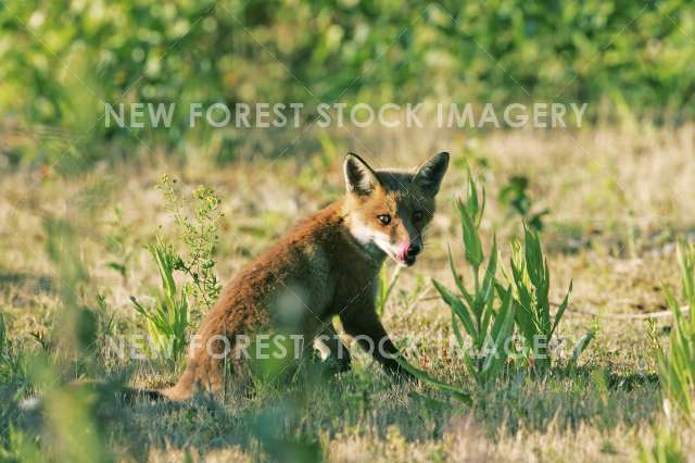 Red Fox 06