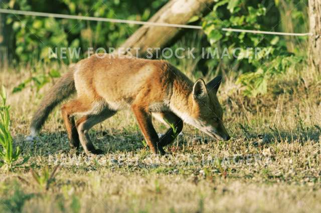 Red Fox 07