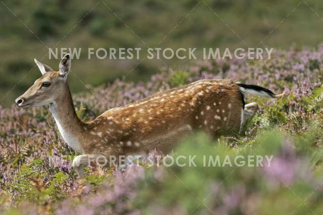 Fallow Deer 14