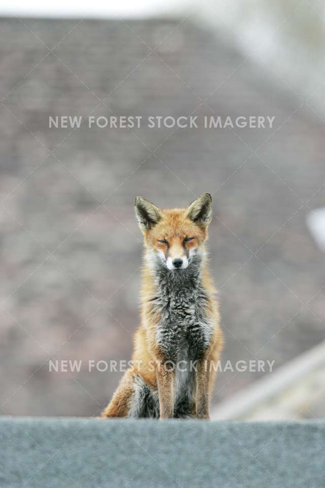 Red Fox 12