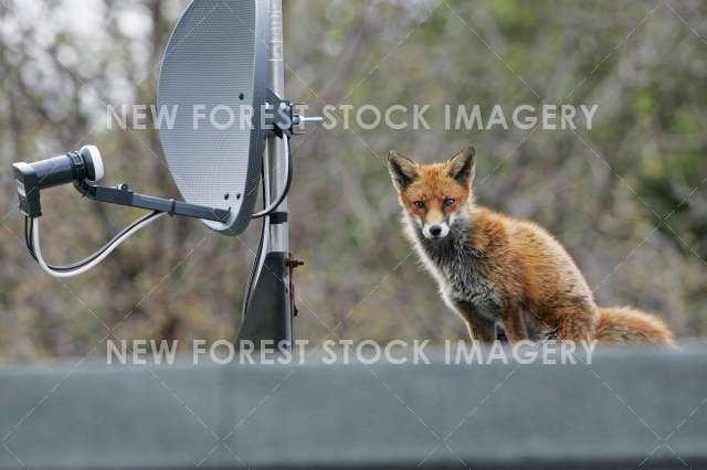 Red Fox 16