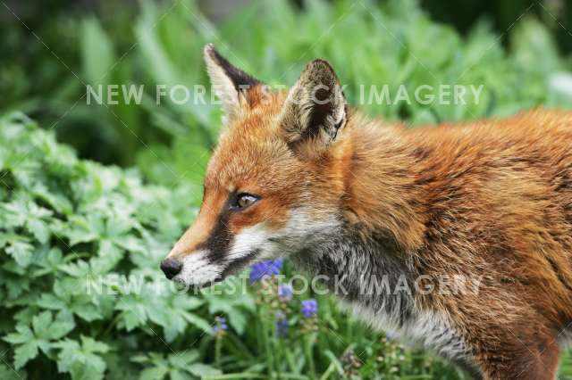 Red Fox 21