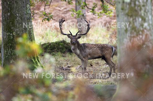 Fallow Deer 15