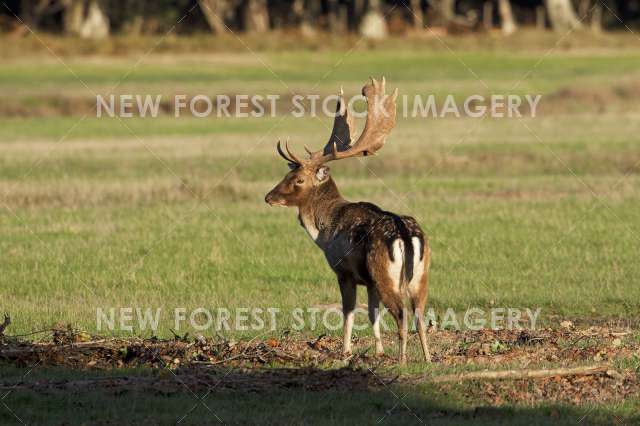 Fallow Deer 16