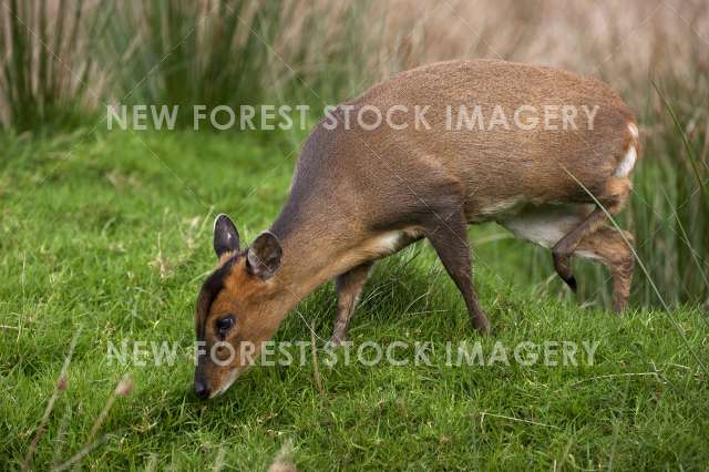 Muntjac Deer 01