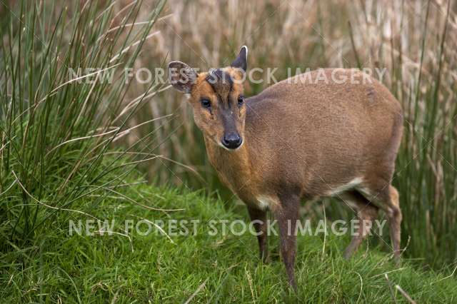 Muntjac Deer 02