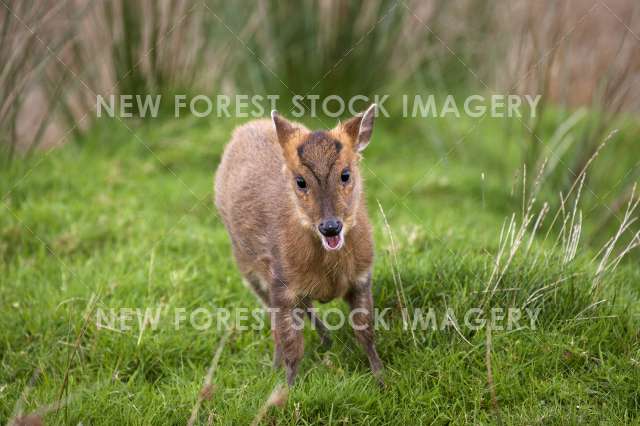 Muntjac Deer 03