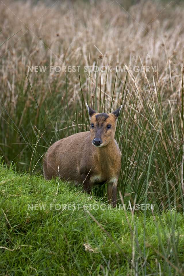 Muntjac Deer 04