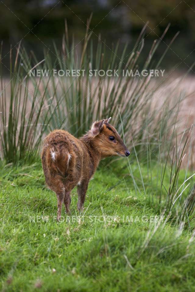 Muntjac Deer 05